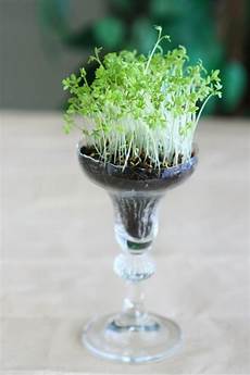 Wine Glasses